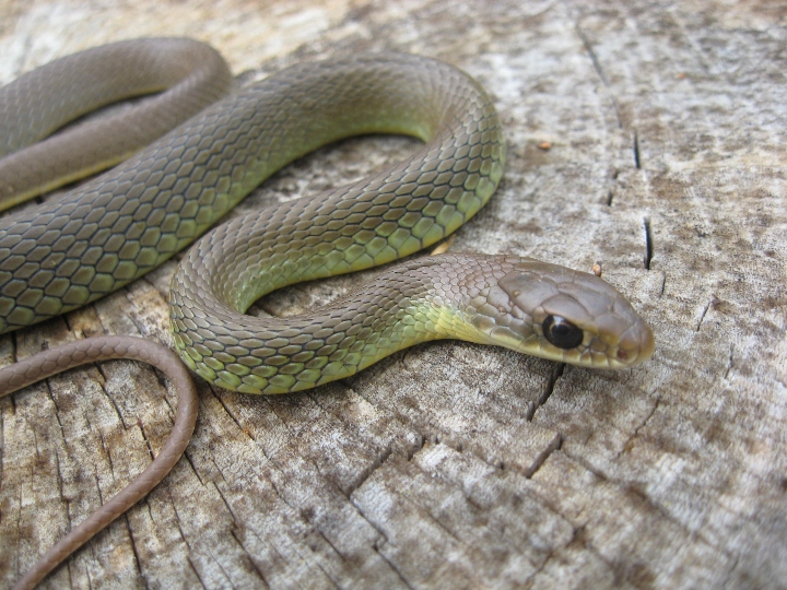 Yellowbelly Racer